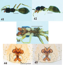 Figures 41–45. Myrmarachne macrognatha, female. 41 Body in dorsal view 42 body in lateral view 43 endites, labium, coxae and trochanters in ventral view 44 internal structure of epigyne in ventral view 45 internal structure of epigyne in dorsal view. (Scales. Figs 41–43: 1 mm; 44–45: 0.1 mm)
