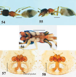 Figures 54–58. Myrmarachne melanocephala, female. 54 Body in dorsal view 55 body in lateral view 56 endites, labium, coxae and trochanters in ventral view 57 internal structure of epigyne in ventral view 58 internal structure of epigyne in dorsal view. (Scales. Figs 54–56: 1 mm; 57–58: 0.1 mm)