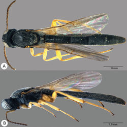 Plate 11. Macroteleia carinigena sp. n., holotype, male. A Dorsal habitus B Lateral habitus.