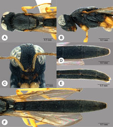 Plate 12. Macroteleia carinigena sp. n., holotype, male. A Head and mesosoma, dorsal view B Head and mesosoma, lateral view C Head, anterior view D Apex of metasoma, dorsal view E Apex of metasoma, lateral view F Metasoma, dorsal view.