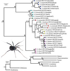 Figure 2. Bayesian phylogram resulting from analysis of concatenated dataset. Numbers at nodes correspond to Bayesian posterior probabilities. The outgroup topology is shown at bottom. The inset picture is a female Acuclavella shoshone (sensu stricto) collected from the type locality (Shear 1986[1]).