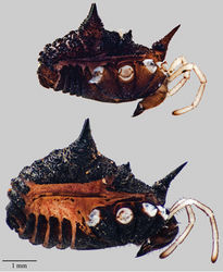 Figure 5. Acuclavella leonardi. Top: male, CHR3325; bottom: female, CHR 2492.