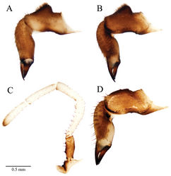 Figure 6. Acuclavella leonardi chelicerae and pedipalp. A right chelicera, retrolateral view B left chelicera, prolateral view C right pedipalp, retrolateral view (A–C, male CASENT9039218) D left chelicera, retrolateral view (female CASENT9039224).