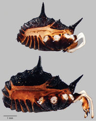 Figure 7. Acuclavella makah. Top: male, CHR2457.1; bottom: female, CASENT9039219.