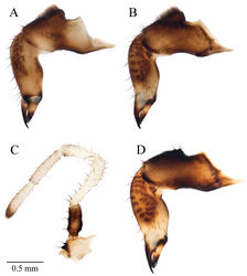 Figure 8. Acuclavella makah chelicerae and pedipalp. A right chelicera, retrolateral view B left chelicera, prolateral view C right pedipalp, retrolateral view (A–C, male CHR2457-0) D left chelicera, retrolateral view (female CHR2457-2).