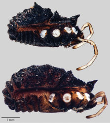 Figure 9. Acuclavella sheari. Top: male, CHR3254; bottom: female, CHR3404.