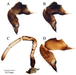 Figure 10. Acuclavella sheari chelicerae and pedipalp. A right chelicera, retrolateral view B left chelicera, prolateral view C right pedipalp, retrolateral view (A–C, male CASENT9039217) D left chelicera, retrolateral view (female AMNH).