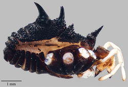 Figure 11. Acuclavella quattuor. Male AMNH.