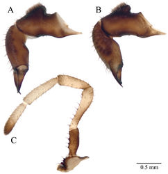 Figure 12. Acuclavella quattuor chelicerae and pedipalp. Male CHR2146.5, A right chelicera, retrolateral view B left chelicera, prolateral view C right pedipalp, retrolateral view.