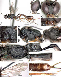 Figure 1. Cymodusa (Cymodusa) aenigma Dbar, 1985 (female). A habitus in lateral view B head in lateral view C head in frontal view D mandible E pronotum F mesopleuron in lateral view G mesoscutum in dorsal view H propodeum I spiracle of propodeum J petiole in lateral view K thyridium L wings M 6th and 7th tergites in dorsal view N ovipositor. (Scale bar 1 mm for A; 0.5 mm for L; 0.2 mm for B, C, E–H, J, K, M and N; 0.1 mm for D and I).