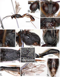 Figure 4. Cymodusa (Cymodusa) geolimi Choi & Lee sp. n. (female). A habitus in lateral view B head in lateral view C head in frontal view D mandible E pronotum F mesopleuron in lateral view G mesoscutum in dorsal view H propodeum I spiracle of propodeum J petiole in lateral view K ovipositor L thyridium M wings N 6th and 7th tergites in dorsal view. (Scale bar 1 mm for A; 0.5 mm for M; 0.2 mm for B–L and N).