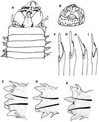 Figure 1. Perinereis rookeri sp. n. A Anterior end, dorsal view B Proboscis, ventral view C–E Parapodia of chaetigers 11, 30 and 61, anterior view F Supracicular neuropodial heterogomph falciger, chaetiger 11 G Infracicular neuropodial heterogomph falciger, chaetiger 11 H Supracicular neuropodial heterogomph falciger, chaetiger 61 I Infracicular neuropodial heterogomph falciger, chaetiger 61. Measures: A–B = 1 mm; C–E = 250µ; F–I = 30µ.