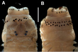 Figure 2. Perinereis rookeri sp. n. A Anterior end, dorsal view B Anterior end, ventral view. Measures: A–B = 1 mm.