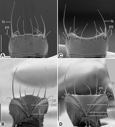 Figure 5. SEM micrographs of labra. A and B dorsal and ventral aspects, respectively, of Coarazuphium whiteheadi, new species C and D dorsal and ventral aspects, respectively, of Zuphioides mexicanum (Chaudoir). Legend: cr, crepis; ls, lateral seta; ped, pedium; pp, parapedial projection; ps, parapedial seta. Scale bars = 100 µm.