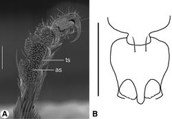 Figure 9. A SEM micrograph of fore tarsus of Zuphioides mexicanum (Chaudoir). Legend: as, articulo-seta; ts, trichoid seta. Scale bar = 100 µm. B Line drawing of prothorax and base of head, ventral aspect, of Coarazuphium whiteheadi, new species. Only medial pair of prominent prosternal setae illustrated, vestiture omitted. Scale bar = 1 mm.