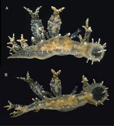 Figure 2. Two views of the holotype of Melibe arianeae sp. n. (LACM 3258). A. Dorsolateral view showing the right side of the animal. B. Dorsal view showing the oral hood border through the semi-transparent skin.