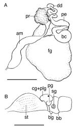 Figure 3. A Reproductive system of the paratype of Melibe arianeae sp. n. (LACM 3259) B Anterior portion of the digestive system of the holotype of Melibe arianeae sp. n. (LACM 3258). Scale bars = 1mm. Abbreviations: am, ampulla; bb, buccal bulb; bc, bursa copulatrix; bg, buccal ganglion; cg, cerebral ganglion; dd, deferent duct; fg, female gland complex; pe, penis; plg, pleural ganglion; pg, pedal ganglion; pr, prostate; sg, salivary gland; st, stomach.