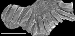 Figure 4. Scanning electron micrograph of the dissected stomach of the paratype of Melibe arianeae sp. n. (LACM 3259) showing the stomach plates. Scale bar = 500 µm.