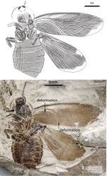 Figure 1. Nuurcala obesa, sp. n. Holotype, CNU-BLA-NN-2012055 A Line drawing B photograph. Scale bars = 5 mm.