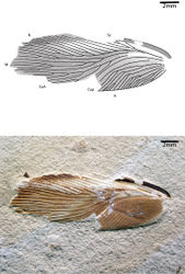 Figure 2. Nuurcala obesa, sp. n. Paratype, CNU-BLA-NN-2012056 A Line drawing B photograph. Scale bars = 2 mm.