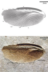 Figure 3. Nuurcala obesa, sp. n. Paratype, CNU-BLA-NN-2012057 A Line drawing B photograph. Scale bars = 2 mm.