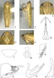 Figures 1–12. Abrus xishuiensis sp. n. 1 Male habitus, dorsal view 2 Same, lateral view 3 Head and thorax, dorsal view 4 Same, lateral view 5 Face 6 Pygofer, lateral view 7 Valve 8 Subgenital plate 9 Style 10 Connective 11 Aedeagus,lateral view 12 Same, posteroventral view.