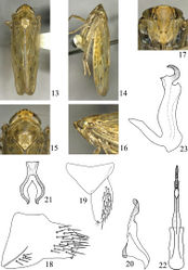 Figures 13–23. Abrus langshanensis sp. n. 13 Male habitus, dorsal view 14 Same, lateral view 15 Head and thorax, dorsal view 16 Same, lateral view 17 Face 18 Pygofer, lateral view 19 Valve and subgenital plate 20 Style 21 Connective 22 Aedeagus, posteroventral view 23 Same, lateral view.