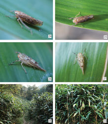 Figures 24–29. Abrus langshanensis sp. n. and its host plant. 24, 25 Adult resting on leaf of bamboo 26, 27 Nymph resting on leaf of bamboo 28 View of the area where Abrus langshanensis were captured, in Langshan, Xinning, Hunan, with Indocalamus sp. 29 View of the plant. Photograph by X.-S. Chen.