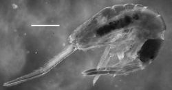 Figure 1. Trogolaphysa giordanoae sp. n. habitus, scale=0.5 mm.