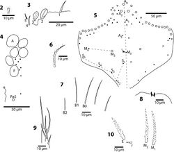 Figures 2–10. Trogolaphysa giordanoae sp. n., circles are macrochaetae, filled circles are ciliate microchaetae2 Antennal segment 4, subapical sensillum 3 Antennal segment 3, sense organ 4 Eyepatch and associated setae, 5 Head dorsal chaetotaxy, line represents dorsal sulcus 6 Prelabral seta 7 Labral row B setae 8 Distal margin of labrum 9 Labial papilla E 10 Posterior setae of labial triangle.