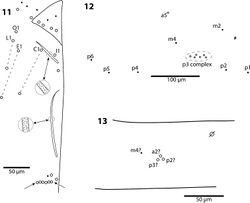 Figures 11–13. Trogolaphysa giordanoae sp. n. 11 Postlabium, circles are ciliate setae, filled circles are smooth setae, arrows point at ventral cervical setae 12 Mesothorax, dorsal chaetotaxy, circles are macrochaetae, filled circles are microchaetae 13 Metathorax, dorsal chaetotaxy, circles are macrochaetae, filled circles are microchaetae, seta a6 present but not shown.