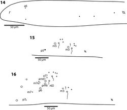 Figures 14–16. Trogolaphysa giordanoae sp. n. Dorsal chaetotaxy of abdominal segments 1–3, triangles are fan-shaped setae, circles are macrochaetae, filled are circles ciliate microchaeta14 First abdominal segment 15 Second abdominal segment 16 Third abdominal segment.