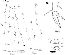 Figures 17–21. Trogolaphysa giordanoae sp. n. 17 Fourth abdominal segment dorsal chaetotaxy, diameter of circle is approximately proportional to size of macrochaeta 18 Metathoracic claw complex 19 Dens basal spine, outer row 20 Dens basal spine, inner row 21 Mucro.