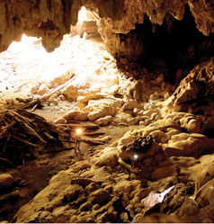 Figure 22. Trogolaphysa giordanoae sp. n. paratype habitat Okebal Ha entrance/twilight zone. Specimens were collected from a small pile of fruit bat guano near the researchers in the foreground, below a bat roost site. Sample site was much darker than it appears in this enhanced image. Photo courtesy of MES.