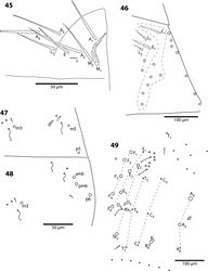 Figures 45–49. Trogolaphysa belizeana 45 Labial triangle 46 Postlabial chaetotaxy 47 Chaetotaxy of second abdominal segment 48 Chaetotaxy of third abdominal segment 49 Complete chaetotaxy of fourth abdominal segment, x represent sensilla-like setae.