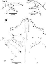 Figures 50–52. Trogolaphysa belizeana (50, 51) and Trogolaphysa jataca (52) 50 Prothoracic claw 51 Metathoracic claw 52 Dorsal chaetotaxy of head.