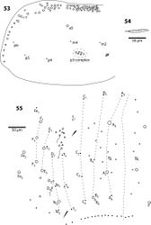 Figures 53–55. Trogolaphysa jataca 53 Mesothorax chaetotaxy 54 Second abdominal segment seta p5 55 Complete chaetotaxy of fourth abdominal segment.