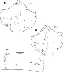 Figures 56–58. Trogolaphysa geminata (56) and Trogolaphysa riopedrensis (57, 58) 56 Head dorsal chaetotaxy 57 Head dorsal chaetotaxy 58 Metathorax chaetotaxy.