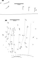 Figures 59, 60. Trogolaphysa riopedrensis 59 Chaetotaxy of first abdominal segment 60 Complete chaetotaxy of fourth abdominal segment, arrows identify the lenticular organs.