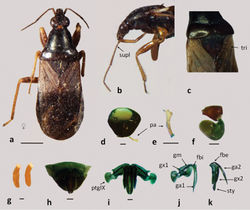 Figure 1. Pagasa fuscipennis: a dorsal view b lateral view c scutellum with trichobotrias; d–f male genitalia: d pygophore e paramere f aedeagus g eggs h–k female genitalia: h–i genital segment j first gonapophysis and gonocoxite 1 k second gonapophysis and gonocoxite 2. (fbe: external fibula; fbi: internal fibula, ga1 and ga2: gonapophysis 1 and 2; gm: gonangulum; gxp1 and 2: gonocoxites 1 and 2, pa: paramere, ptgIX: paratergite IX; sty: styloid; supl: supplementary; tri: trichobotria.). Figures a–c scale line 1mm; d–k scale line 0.2mm.