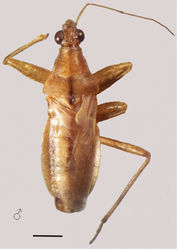 Figure 5. Nabis tandilensis dorsal view. Scale line 1mm.