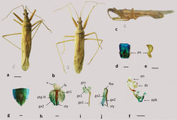 Figure 6. Nabis capsiformis a–b dorsal view c lateral view; d–f male genitalia: d pygophore e paramere f aedeagus g–j female genitalia: g–h genital segment i first gonapophysis and gonocoxite 1 j second gonapophysis and gonocoxite 2. (apb: articulatory apparatus; ds: ductus seminis; en: endosoma; fa: anterior fibula; fbe: external fibula; ga1 and ga2: gonapophysis 1 and 2; gm: gonangulum; gx1 and 2: gonocoxites 1 and 2, pa: paramere, ptgIX: paratergite IX ; sty: styloid; v: vagina). Figures a–c scale line 1mm; d–j scale line 0.2mm.