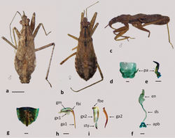 Figure 7. Nabis paranensis a–b dorsal view c lateral view d–f male genitalia: d pygophore e paramere f aedeagus g–i female genitalia: g genital segment h first gonapophysis and gonocoxite 1 i second gonapophysis and gonocoxite 2. (apb: articulatory apparatus; ds: ductus seminis; en: endosoma; fbe: external fibula; fbi: internal fibula; ga1 and ga2: gonapophysis 1 and 2; gm: gonangulum; gx1 and 2: gonocoxites 1 and 2, pa: paramere; sty: styloid). Figures a–c scale line 1mm; d–i scale line 0.2mm.