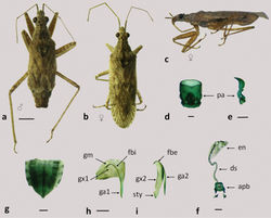 Figure 8. Nabis argentinus a–b dorsal view c lateral view d–f male genitalia: d pygophore e paramere f aedeagus g–i female genitalia: g genital segment h first gonapophysis and gonocoxite 1 i second gonapophysis and gonocoxite 2. (apb: articulatory apparatus; ds: ductus seminis; en: endosoma; fbe: external fibula; fbi: internal fibula; ga1 and ga2: gonapophysis 1 and 2; gm: gonangulum; gx1 and 2: gonocoxites 1 and 2, pa: paramere; sty: styloid). Figures a–c scale line 1mm; d–i scale line 0.2mm.