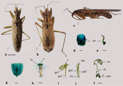 Figure 10. Nabis punctipennis a–b dorsal view c lateral view d–f male genitalia: d pygophore e paramere f aedeagus g–j female genitalia: g–h genital segment i first gonapophysis and gonocoxite 1 j second gonapophysis and gonocoxite 2. (apb: articulatory apparatus; ds: ductus seminis; en: endosoma; fa: anterior fibula; fbe: external fibula; ga1 and ga2: gonapophysis 1 and 2; gx1 and 2: gonocoxites 1 and 2, pa: paramere; sty: styloid; v: vagina). Figures a–c scale line 1mm; d–j scale line 0.2mm.