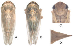 Plate I. Exitianus nanus.A–B habitus, dorsal view C face D the end of female abdomen, ventral view.