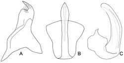 Figure 2. Exitianus nanus.A style, dorsal view B, C aedeagus, ventral and lateral view, respectively.