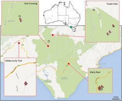 Figure 1. Distribution map of Progradungula otwayensis in the Great Otway National Park, Victoria (Australia). Red marks indicate localities for the present study; black circles indicate localities given by Milledge (1997)[2].