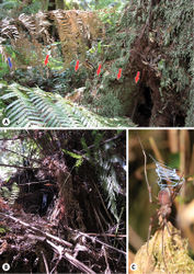 Figure 2. A Habitat with supporting web (blue arrow) and sturdy thread (red arrows) connecting with the retreat in the hollow of a Nothofagus cunninghamii tree B Catching ladder in front of a hollow in a large tree fern C Immature male of Progradungula otwayensis holding the catching ladder.