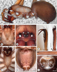 Figure 3. Somatic characters of the female of Progradungula otwayensis. A Lateral view of prosoma and opisthosoma (ZIMG II/28128) B Dorsal view of prosoma (MV) C Ventral view of Prosoma (MV) D Frontal view of ocular area (ZIMG II/28128) E Ventral view of opisthosoma F Tarsus of leg I G Tarsus of leg IV H Calamistrum. I Ventral view of spinnerets. Scale bar in F–H is 500 µm.